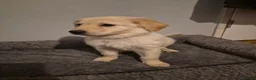 Mixed Breed dogs for sale: puppies - Advert 12