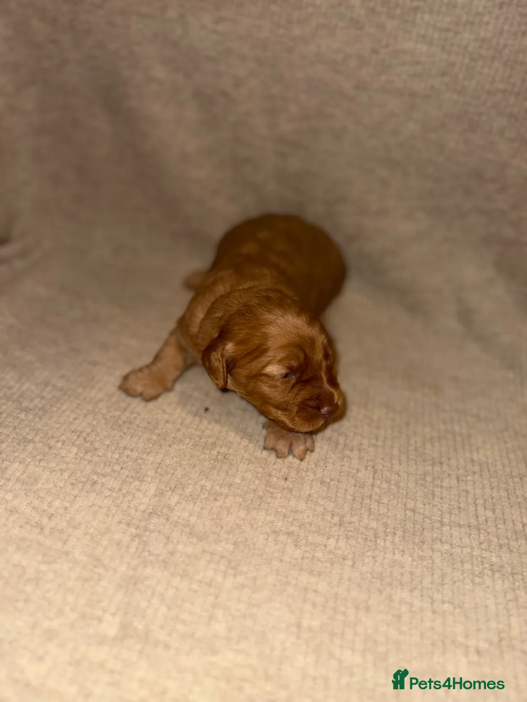 Cockapoo dogs for sale: F1 Cockapoos A Cocker Spaniel x Toy Poodle Mix - Advert 40