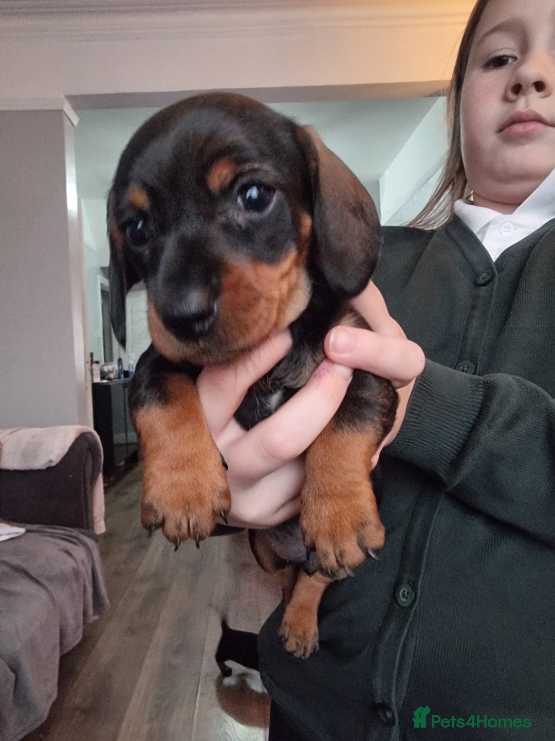 Miniature Dachshund dogs for sale: miniture dachshund - Advert 9