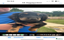 Mixed Breed dogs for sale: Jackapoo springer spaniel dashhound - Image 2