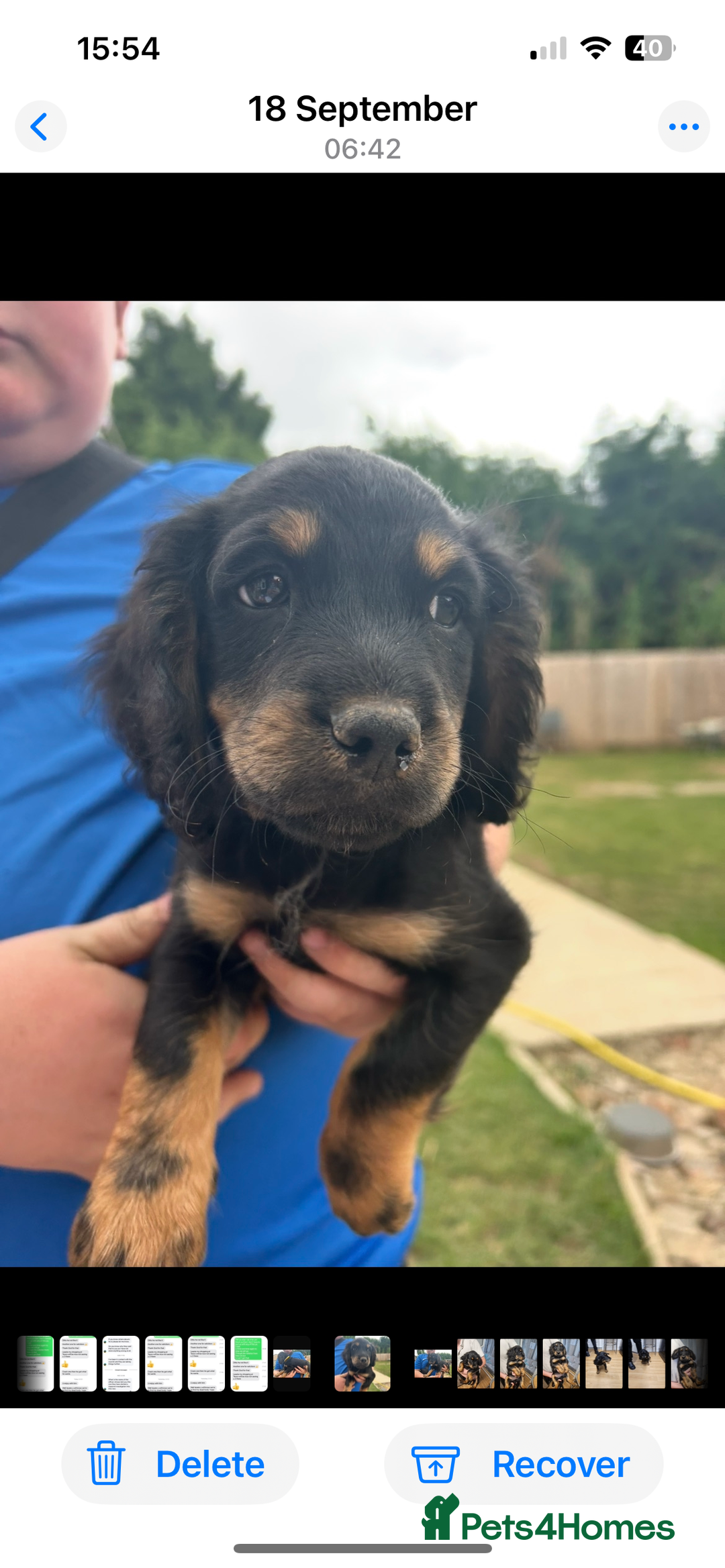 Mixed Breed dogs for sale: Jackapoo springer spaniel dashhound - Image 2