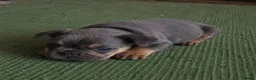 French Bulldog dogs for sale: frenchie puppies available  - Advert 1