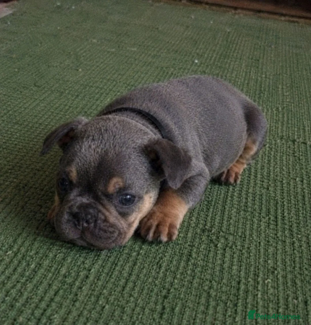 French Bulldog dogs for sale: frenchie puppies available  - Advert 1