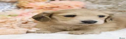 Miniature Dachshund dogs for sale: Shaded Cream Male - Advert 6