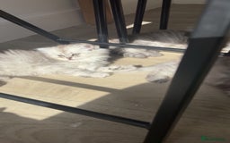 Persian cats for sale: Purrrfect Persians 😻😻😻 - Image 15