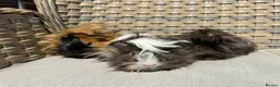 Guinea Pig rodents for sale: 1 left. Pretty baby long haired female guinea pig. - Advert 9