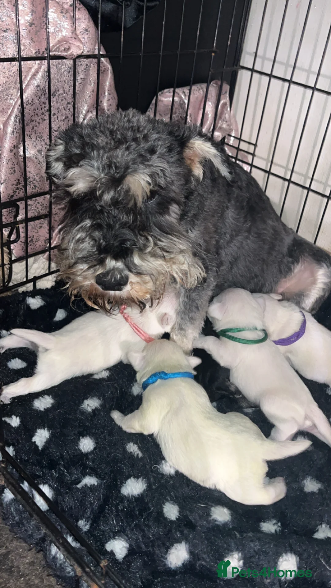 Miniature Schnauzer dogs for sale: Miniature Schnauzer Puppies - Advert 2