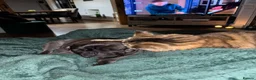 Domestic Shorthair cats for sale: 2 year old cat for rehoming - Advert 18