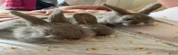 Netherland Dwarf rabbits for sale: Beautiful Bunnies  in Brentwood - Advert 3