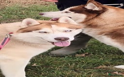 Siberian Husky dogs for sale: Two Siberian Husky Males - Image 4