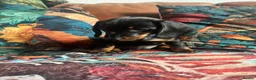 Miniature Dachshund dogs for sale: Miniature dachshund pups - Advert 12