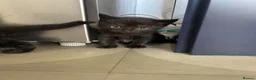 Mixed Breed cats for sale: 3 female 4 week old kittens - Advert 6