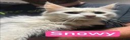 Maine Coon cats for sale: TICA Maine Coon Kittens Ready NOW.  - Advert 11