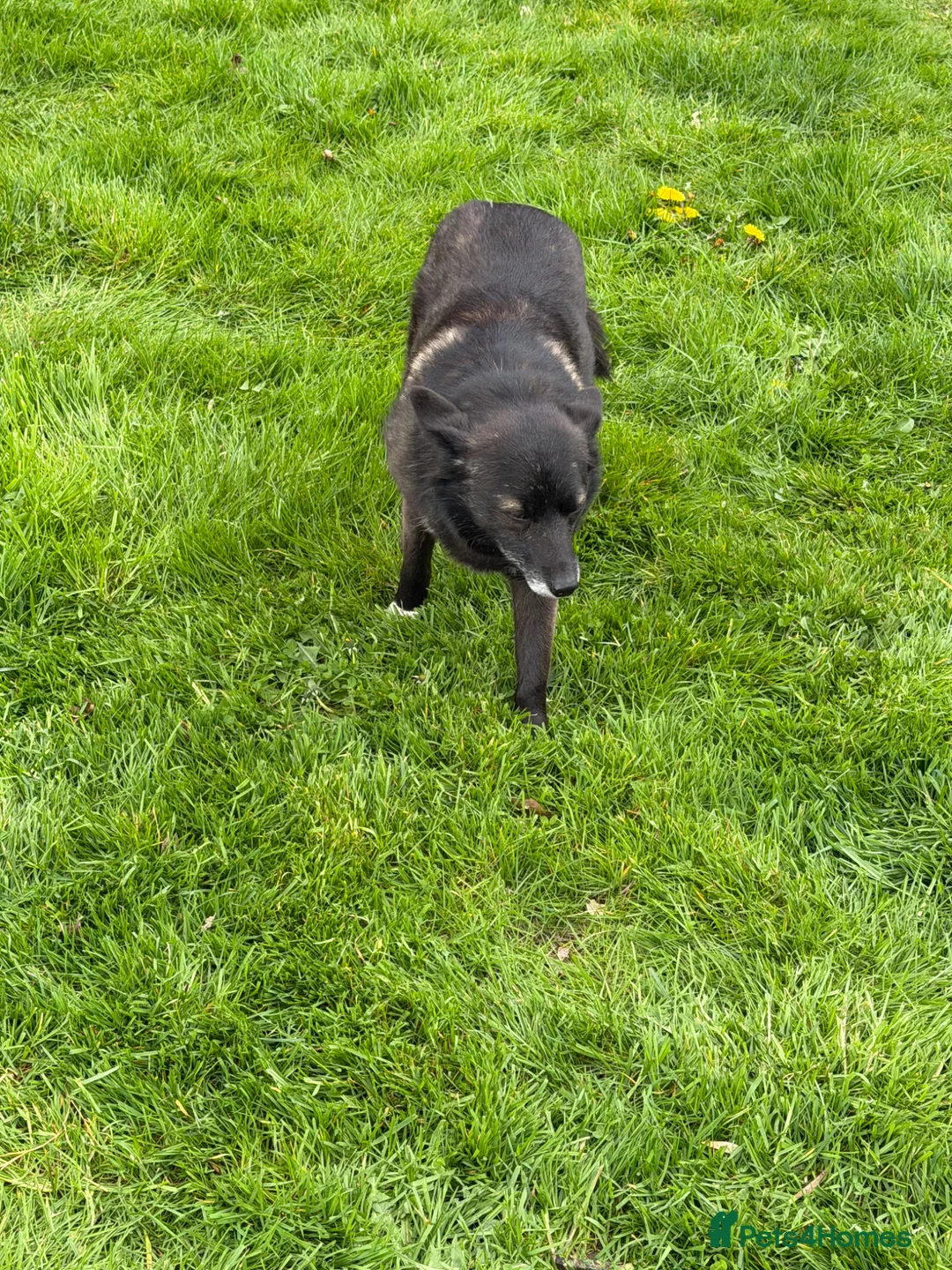 German Shepherd dogs for adoption: 🐾 WENDY – very affectionate and gentle female - Advert 6