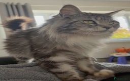 Maine Coon cats for sale: Maine coon X  - Image 13