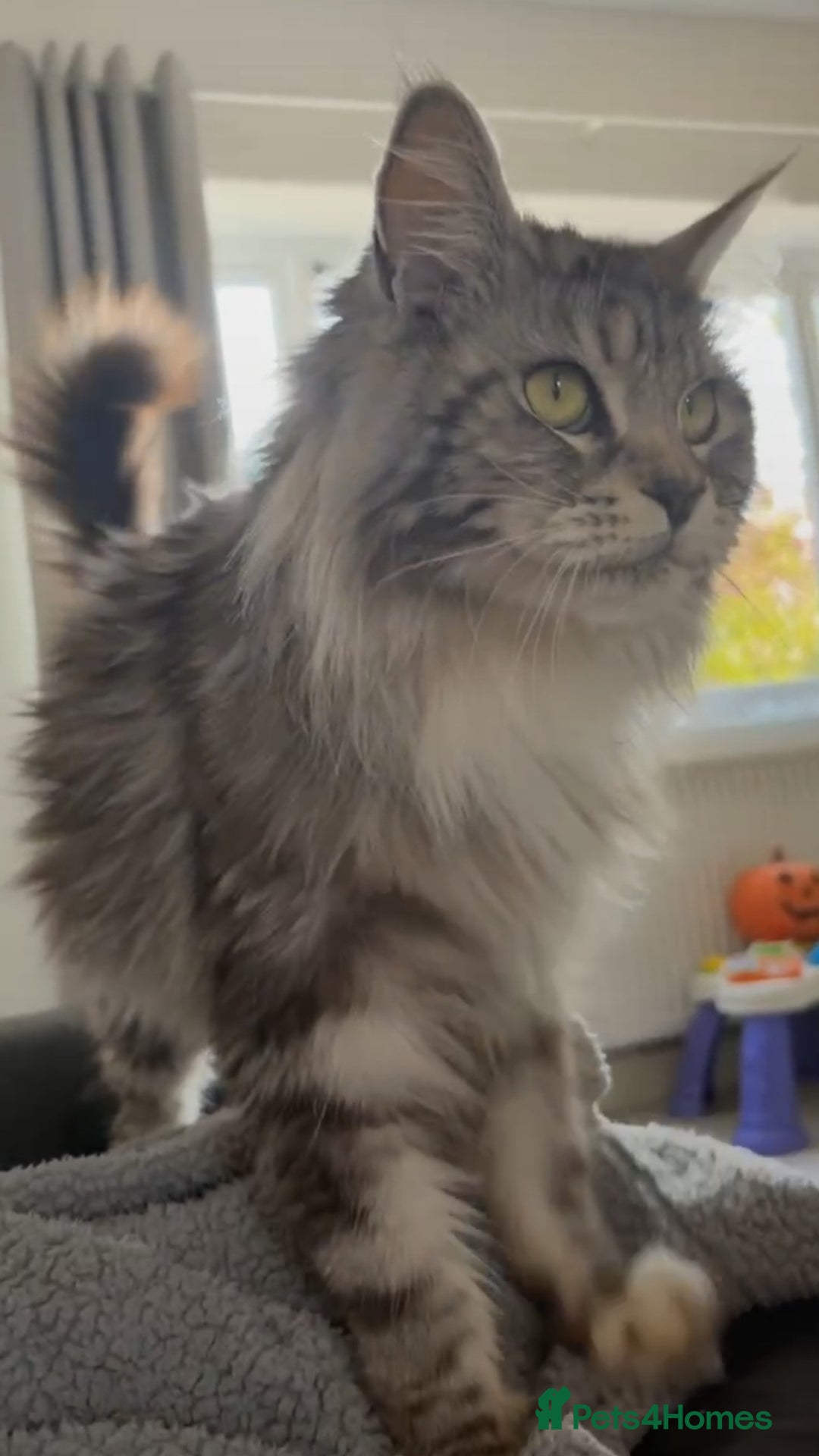 Maine Coon cats for sale: Maine coon X  - Image 13