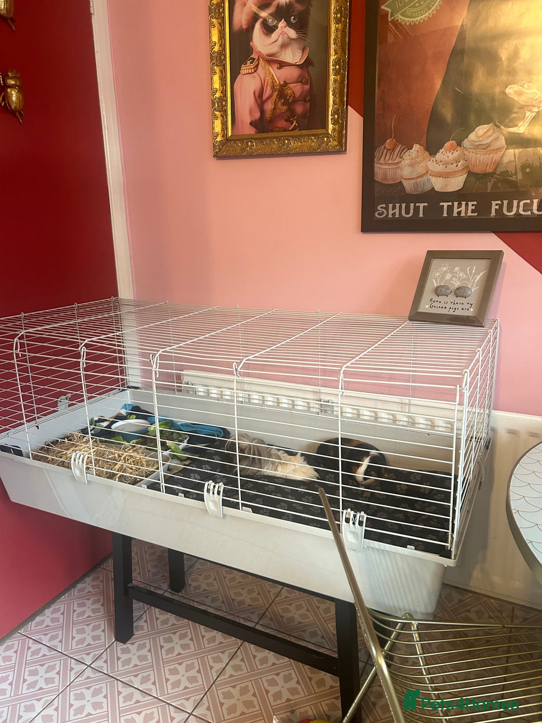 Guinea Pig rodents for sale: Bonded male guinea pigs - Image 5