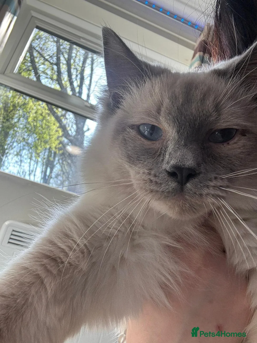 Ragdoll cats for sale: Gorgeous 7 Months Old Ragdoll Bluepoint  in Bradford - Advert 2