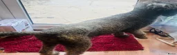 Standard Poodle dogs for sale: Kc Registered standard Poodle  - Advert 6