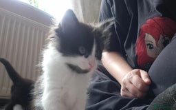 Mixed Breed cats for sale: 4 black and white kittens - Image 12