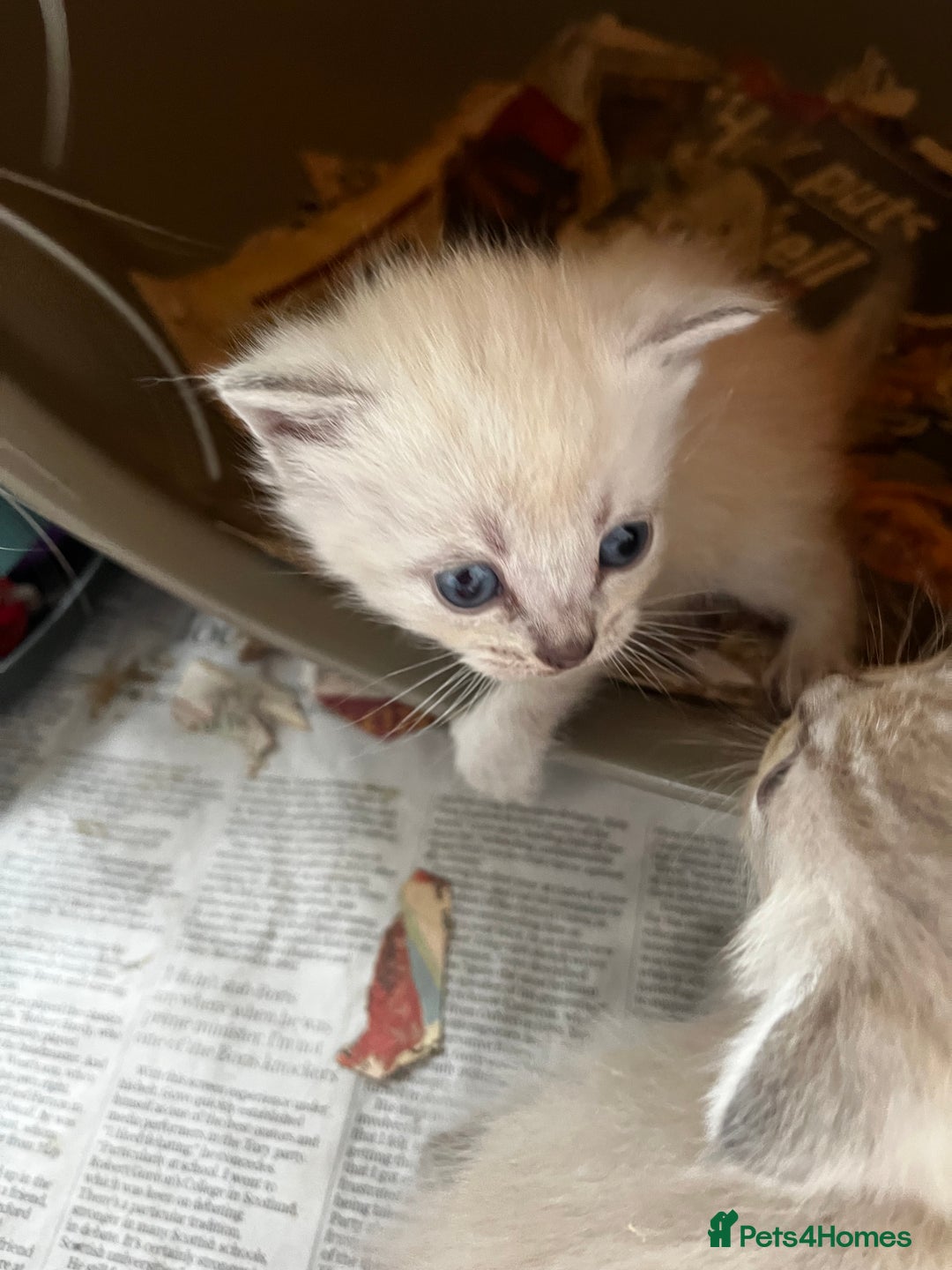 Ragdoll cats for sale: Mink ragdolls - Advert 5