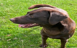 Labrador Retriever dogs for sale: Fully health tested working chocolate Labradors. - Image 9