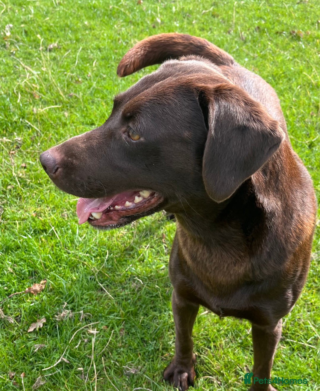 Labrador Retriever dogs for sale: Fully health tested working chocolate Labradors. - Image 9