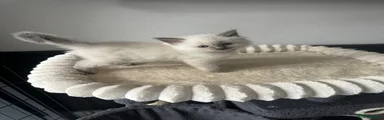 Ragdoll 2