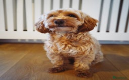 Maltipoo dogs for sale: 2 year old Girl Maltipoo  - Image 7