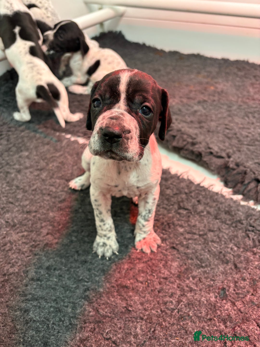 Pointer dogs for sale: English Pointer Puppies available 8th January  - Advert 9