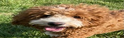 Goldendoodle dogs for stud: Goldendoodle stud Dog  in Driffield - Advert 8
