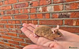 Mouse rodents for sale: Fancy mice for sale - Image 2