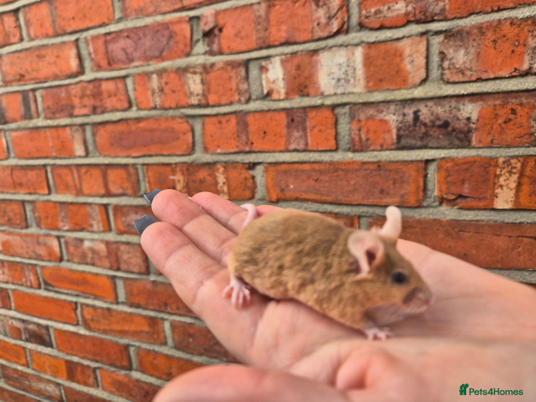 Mouse rodents for sale: Fancy mice for sale - Image 2