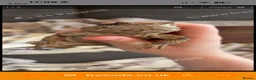 Lizard reptiles for sale: Agama lizards pair male and female  - Advert 1