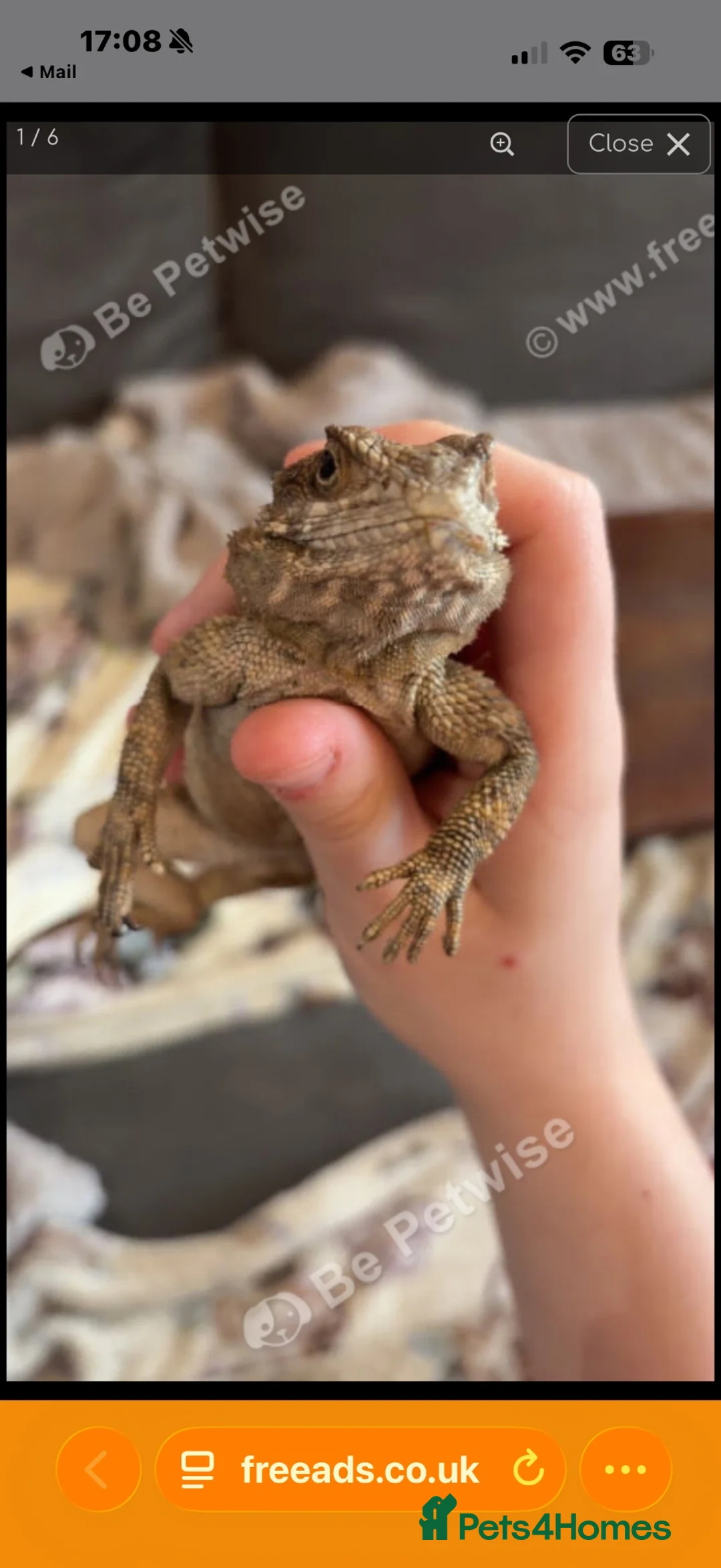 Lizard reptiles for sale: Agama lizards pair male and female  - Advert 1