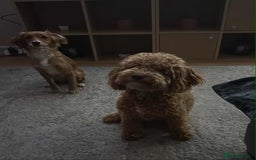 Cockapoo dogs for sale: Cockapoo Puppies For Sale  - Image 3