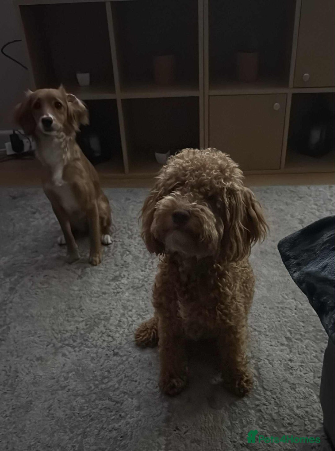 Cockapoo dogs for sale: Cockapoo Puppies For Sale  - Image 3