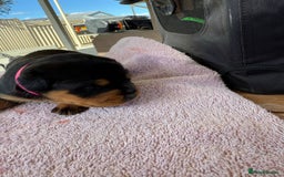 Rottweiler dogs for sale: Pure bred Rottweilers puppies - Image 4