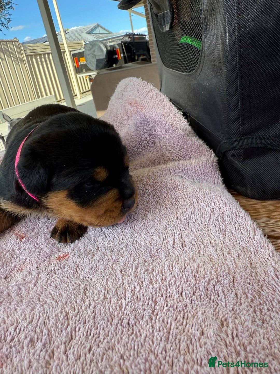 Rottweiler dogs for sale: Pure bred Rottweilers puppies - Image 4