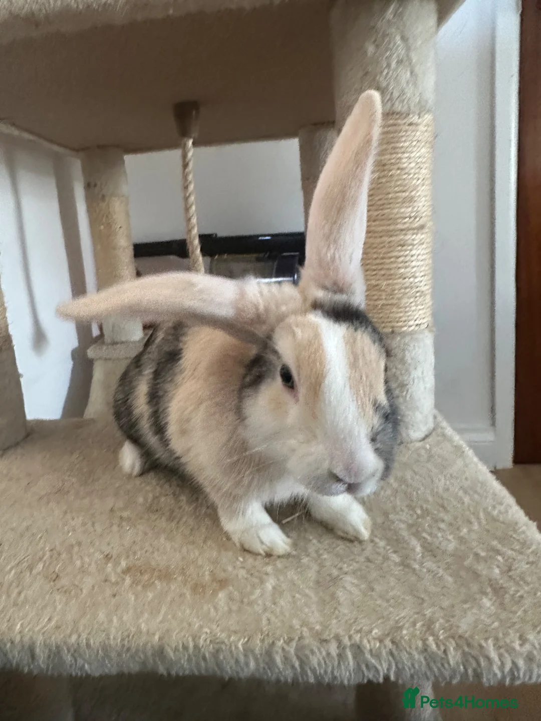 Mixed Breed rabbits for sale: Beautiful Spot mix Bunny in Gosport - Advert 2