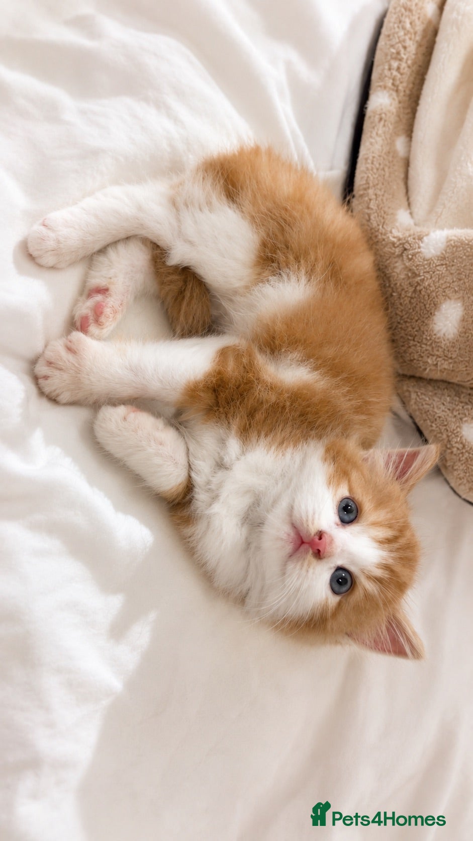 Turkish Angora cats British long hair mini kitten! - Advert 8