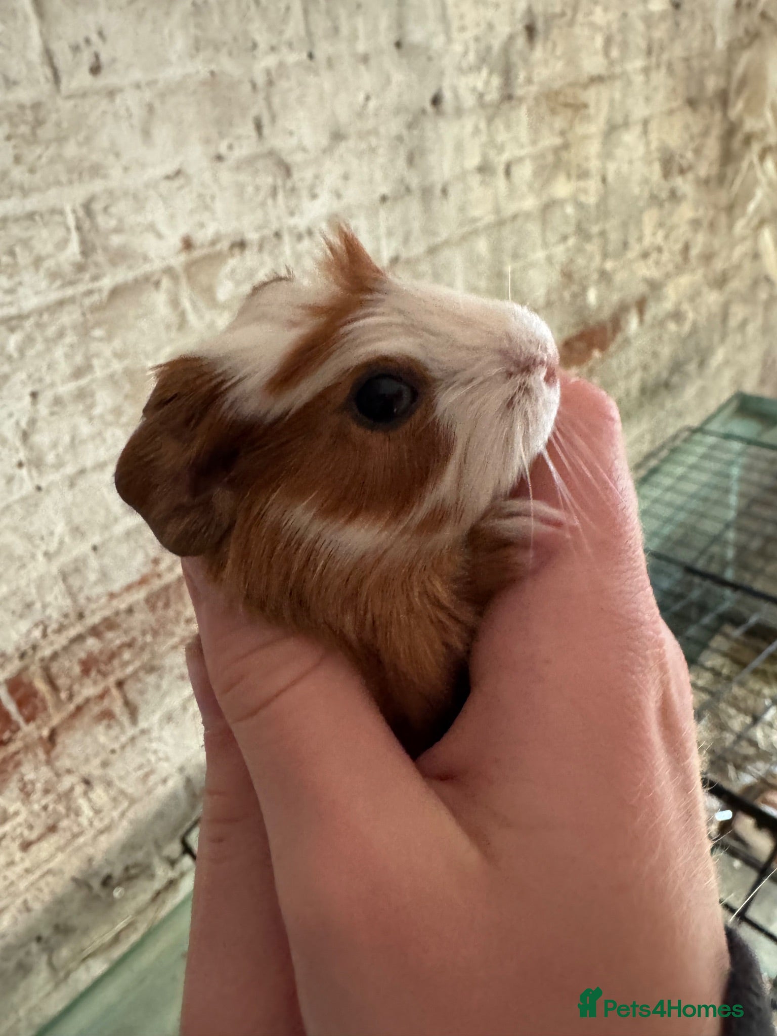 Guinea Pig rodents Adorable guineas ready 3rd July - sows&boars - Advert 1