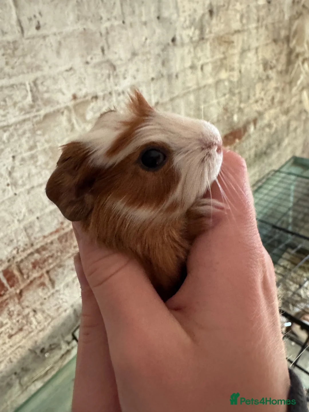 Guinea Pig rodents for sale: Adorable guineas ready 3rd July - sows&boars - Advert 1