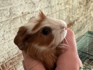 Guinea Pig rodents Adorable guineas ready 3rd July - sows&boars - Advert 17