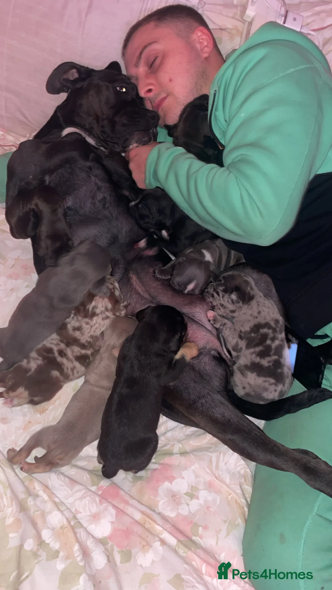 American Bully dogs for sale: Pocket cross standard bully’s  - Advert 2