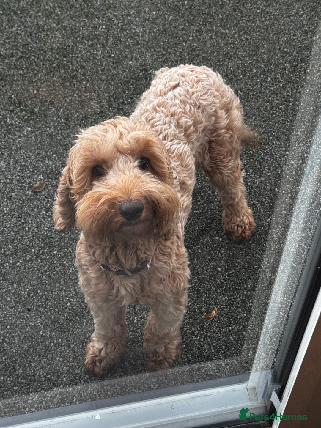 Cockapoo dogs for sale: Cockapoo - Advert 2