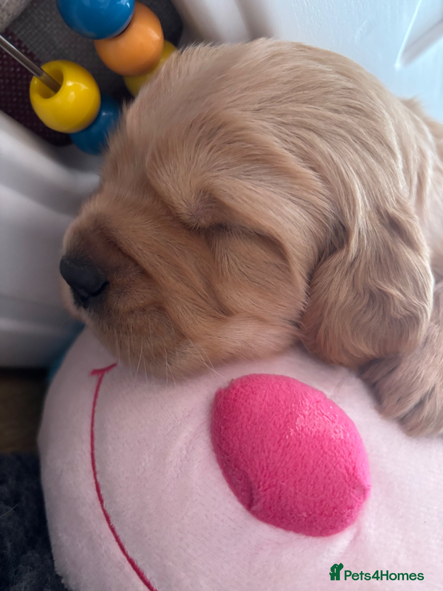 Golden Retriever dogs Pedigree Golden Retriever Puppies  - Advert 9