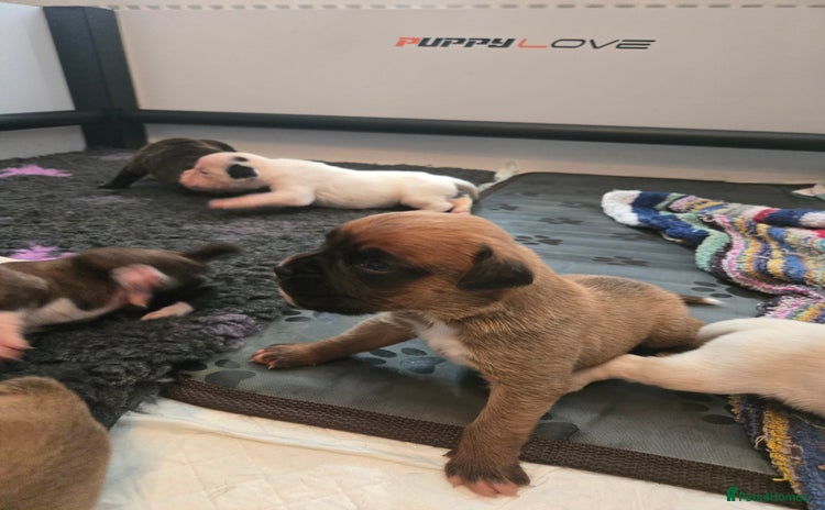 Boxer dogs - Advert 2