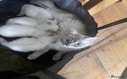 Ragdoll cats for sale: Ragdoll kittens for sale  - Image 7