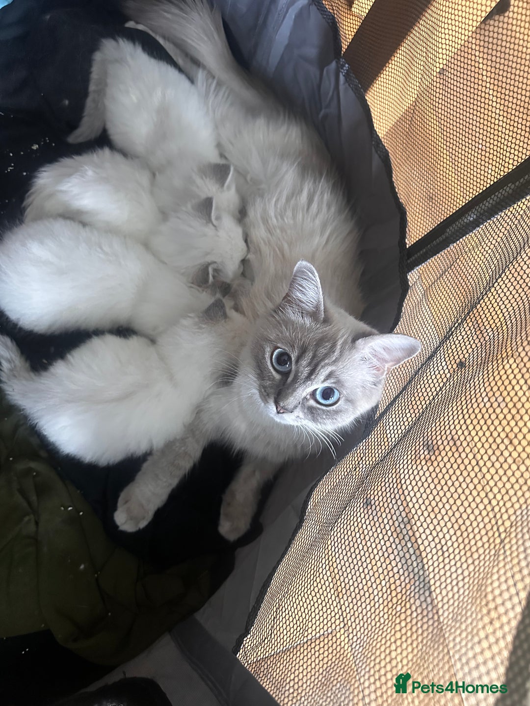 Ragdoll cats for sale: Ragdoll kittens for sale  - Image 7